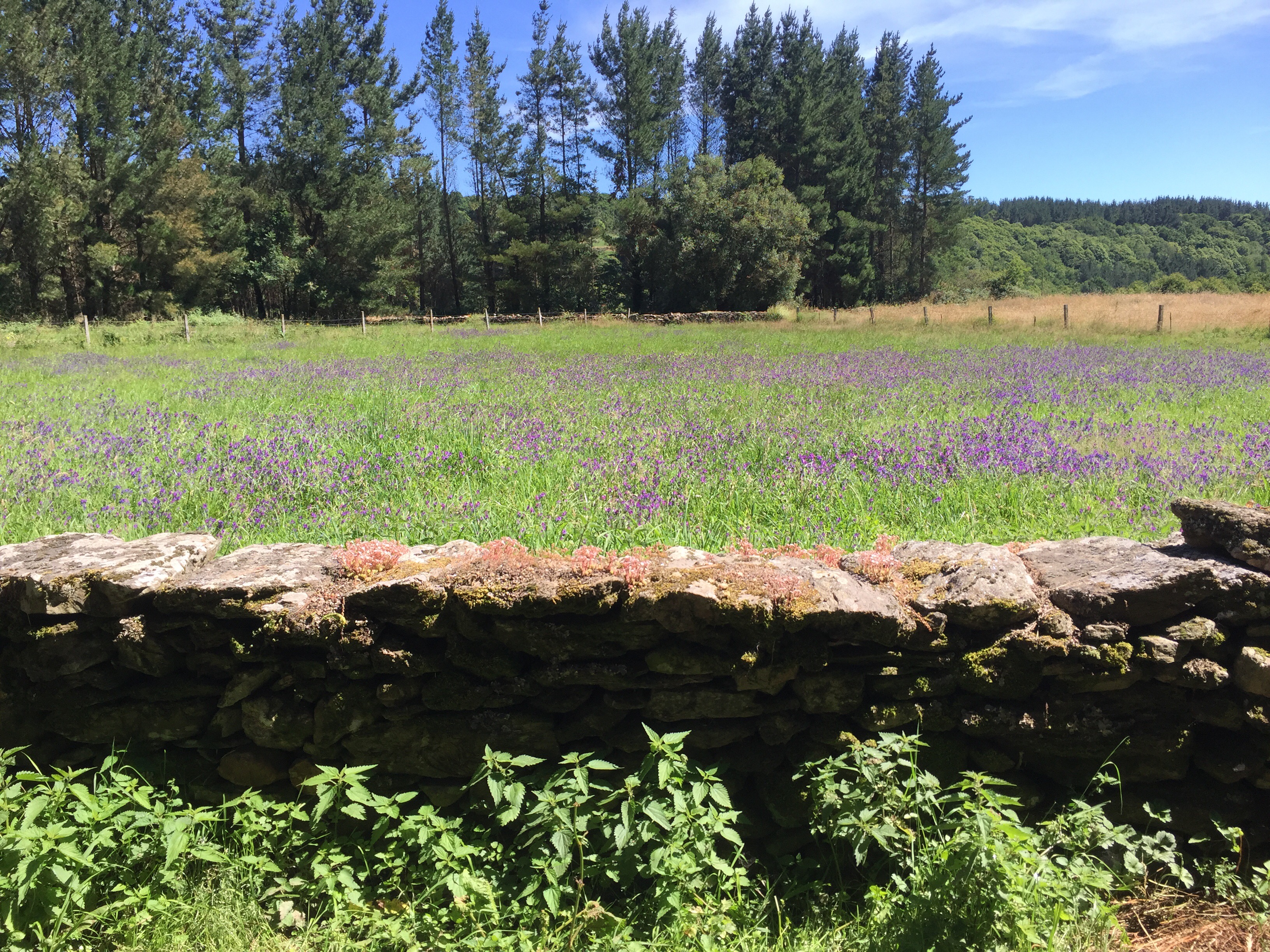 Camino Day 20: Calvor – Vilachá